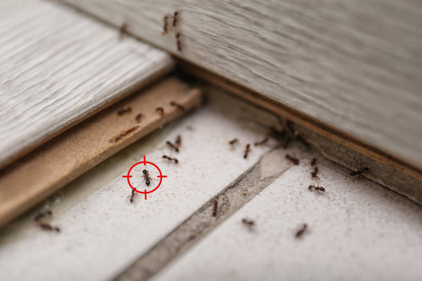 Best Insect Control  in Alma, GA