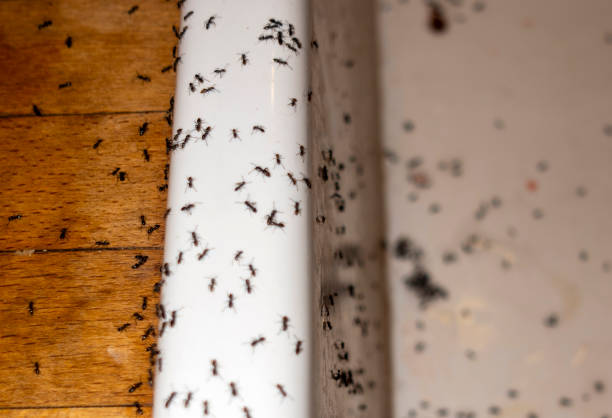 Best Wildlife Control Services  in Alma, GA