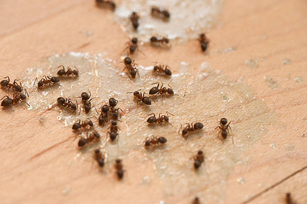 Best Best Pest Control Companies  in Alma, GA