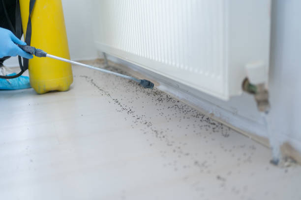 Best Flea Control Services  in Alma, GA