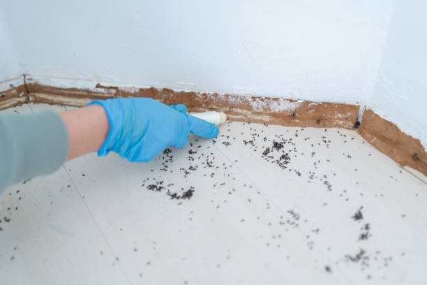 Wasp Removal Services in Alma, GA